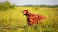 Ирска сеттер (фото): хантер и придружник со аристократски изглед